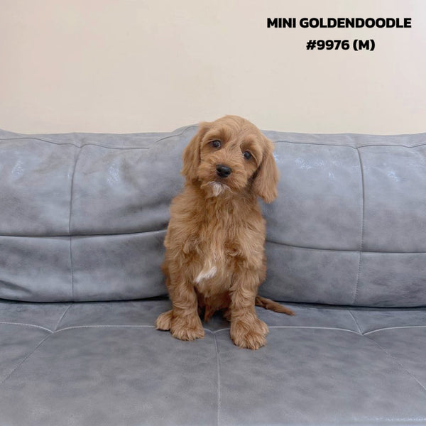 Mini Goldendoodle - 9976 (M)