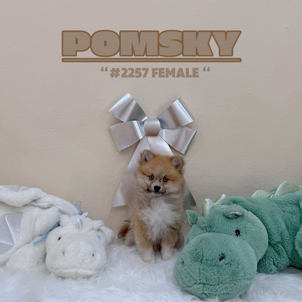 Pomsky - 2257 (Female)