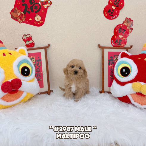 Maltipoo - 2987 (Male)