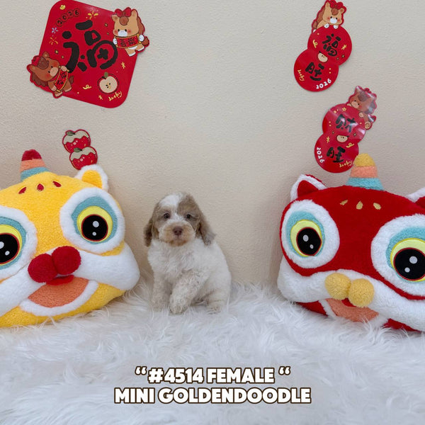 Mini Goldendoodle - 4514 (Female)