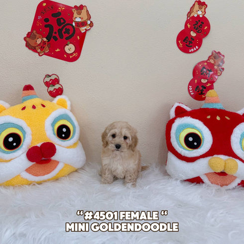 Mini Goldendoodle - 4501 (Female)