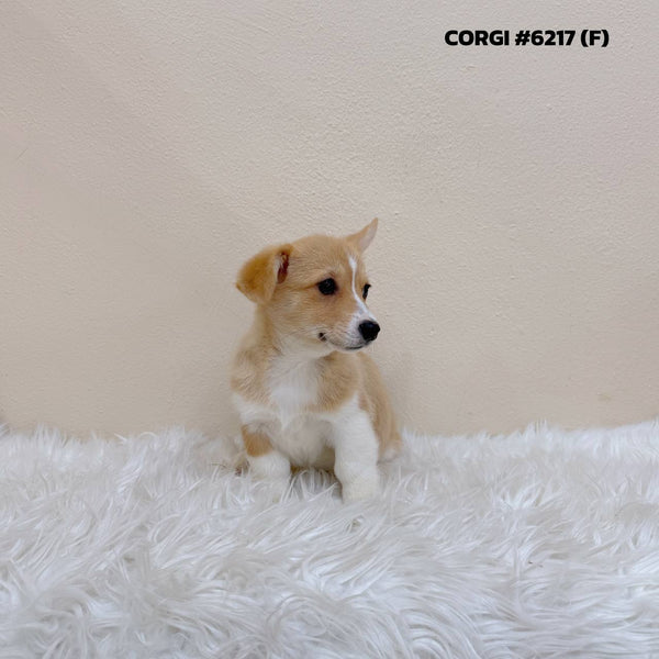 Corgi - 6217 (F)