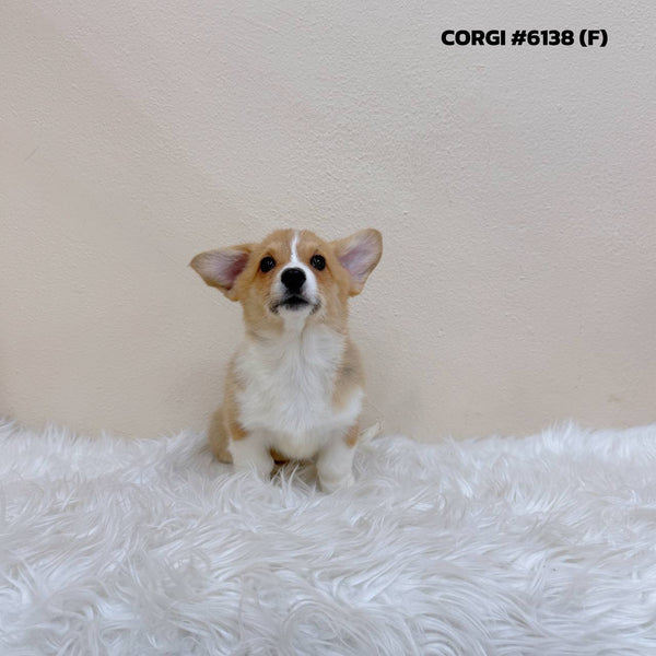 Corgi - 6138 (F)