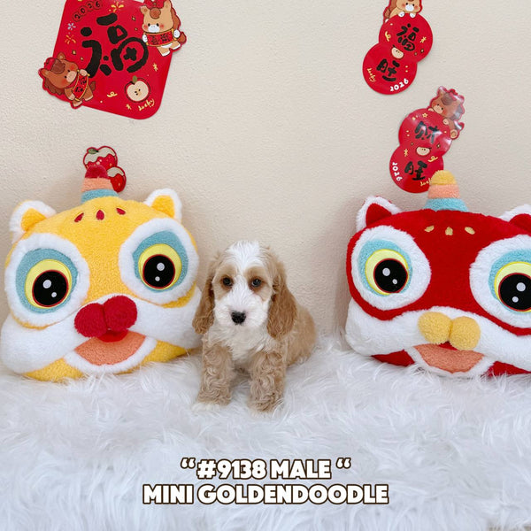 Mini Goldendoodle - 9138 (Male)