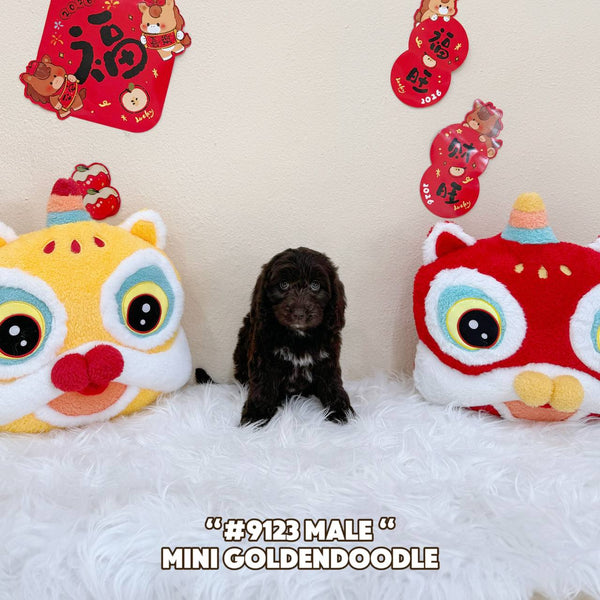 Mini Goldendoodle - 9123 (Male)