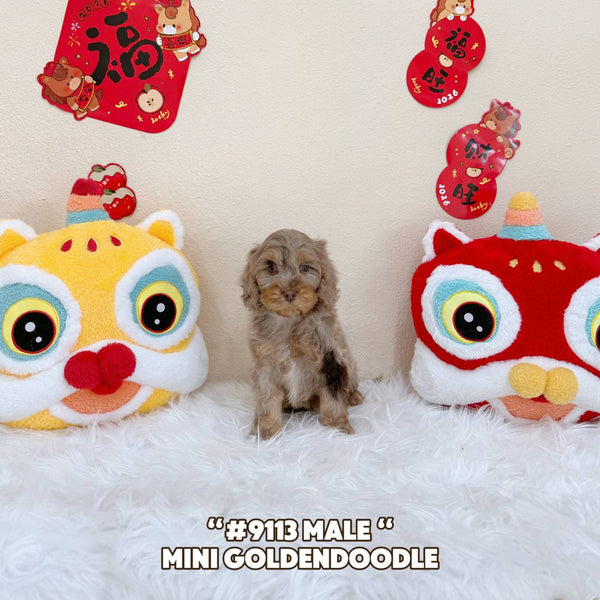 Mini Goldendoodle - 9113 (Male)