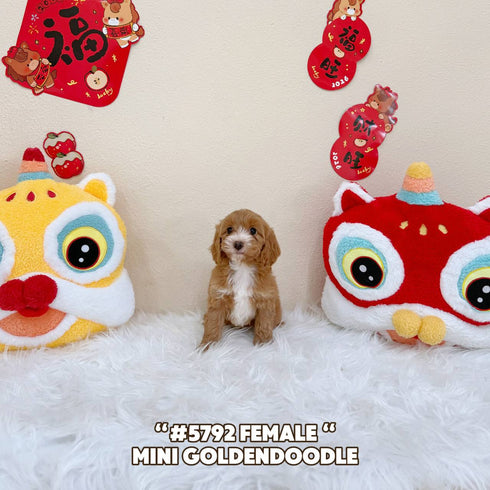 Mini Goldendoodle - 5792 (Female)