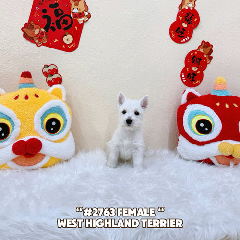 Westie “West Highland Terrier” - 2763 (Female)