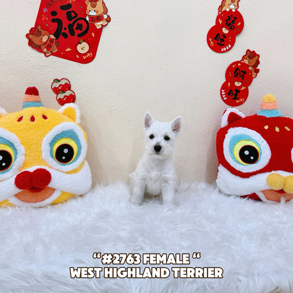 Westie “West Highland Terrier” - 2763 (Female)