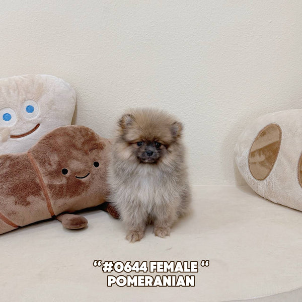 Pomeranian - 0644 (Female)