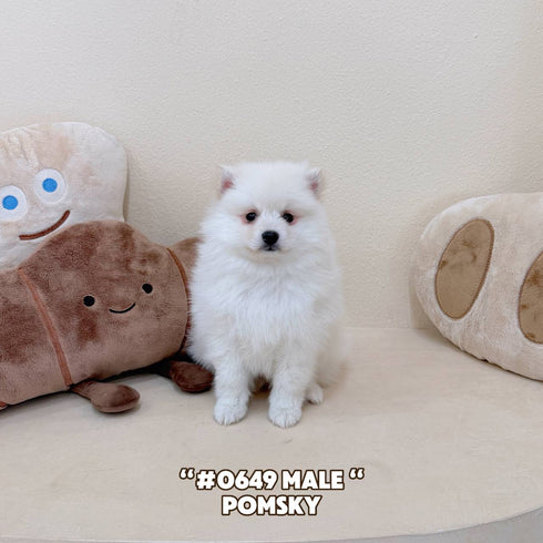 Pomsky - 0649 (Male)