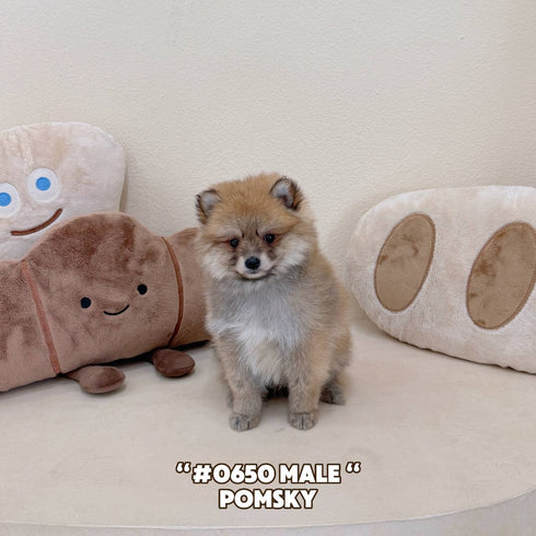 Pomsky - 0650 (Male)
