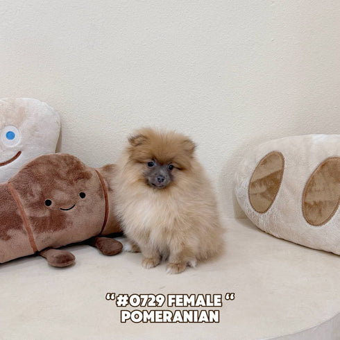 Pomeranian - 0729 (Female)