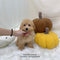 Maltipoo - 5769 (F)