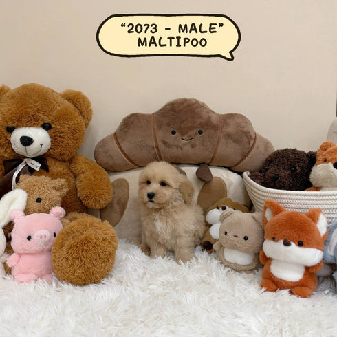 Maltipoo – Male | 2073