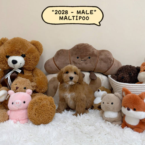 Maltipoo – Male | 2028