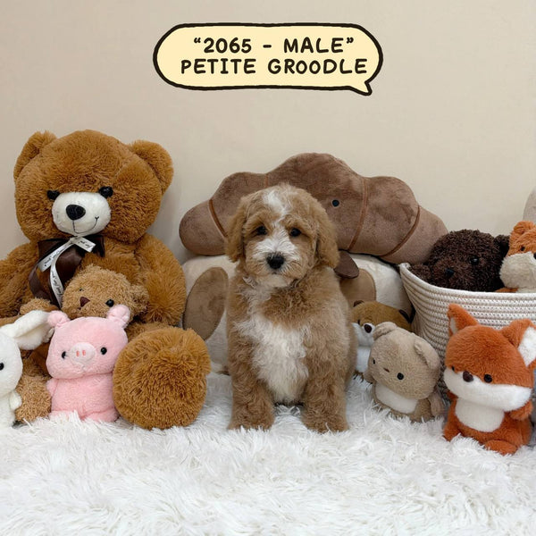 Petite Goldendoodle – Male | 2065