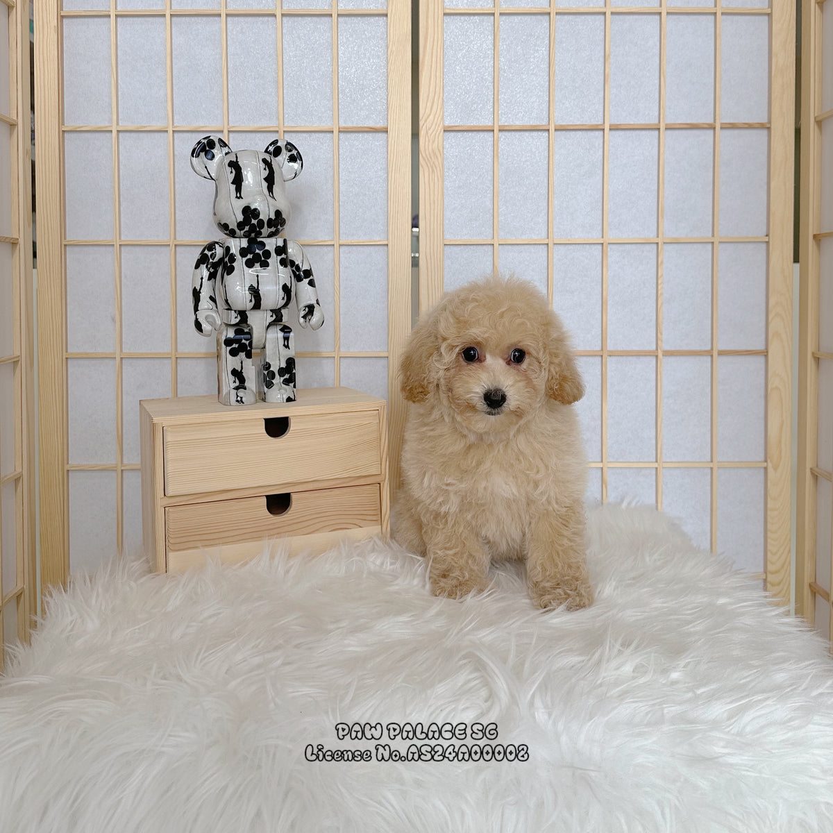 Maltipoo - 5964 ♀ – Paw Palace SG