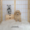 Maltipoo - 5964 ♀