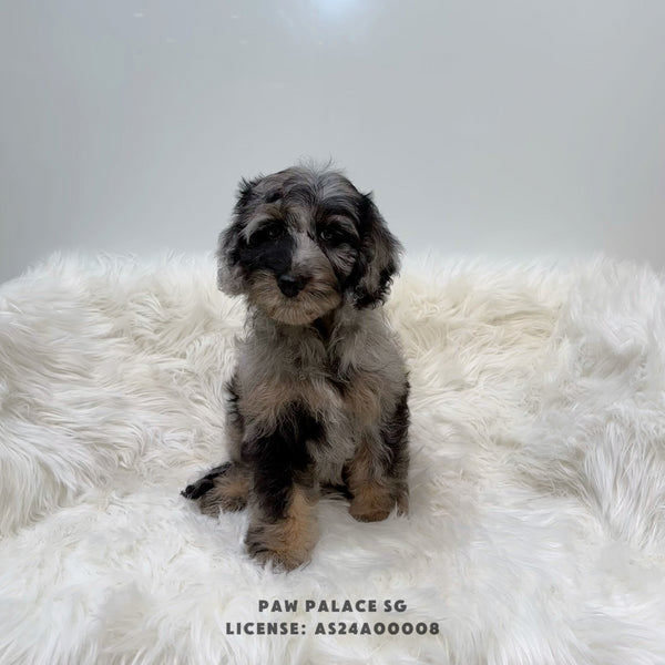 Mini Goldendoodle - 9238 (M)