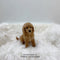 Poodle X - 7114 (M)