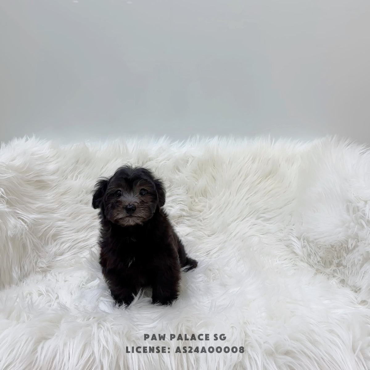 Maltipoo - 8222 (F) – Paw Palace SG