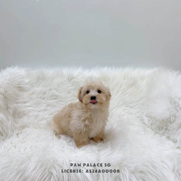 Maltipoo - 8337 (M)
