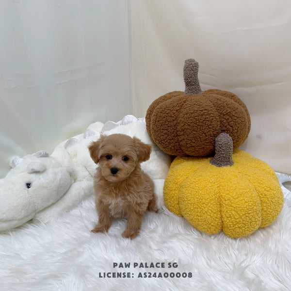 Maltipoo - 9228 (F)