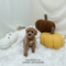 Maltipoo - 9241 (M)