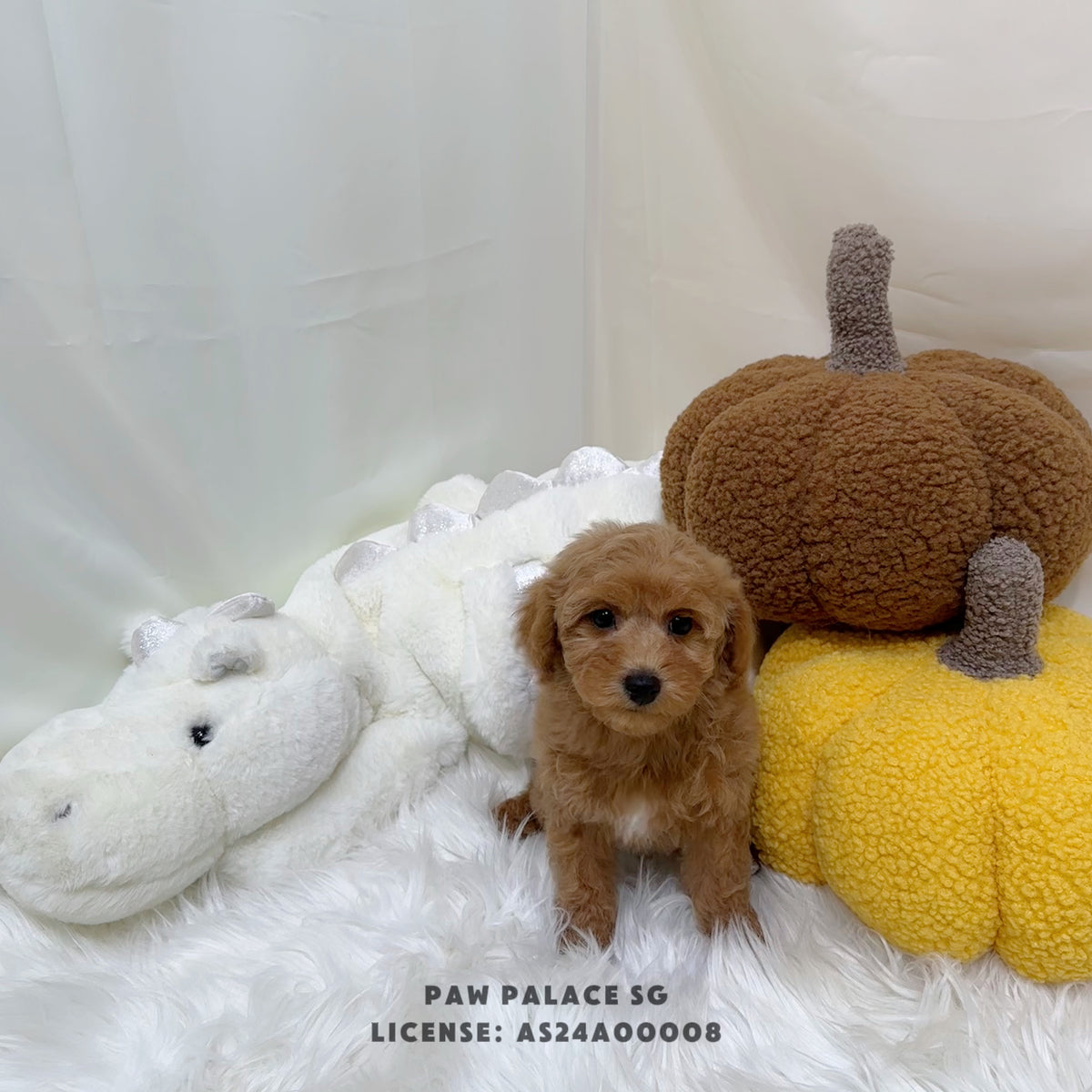 Maltipoo - 9272 (F) – Paw Palace SG