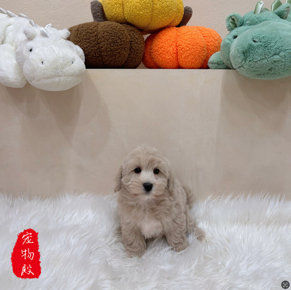 Maltipoo - 8185 (M)