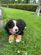 Bernese Mountain Dog