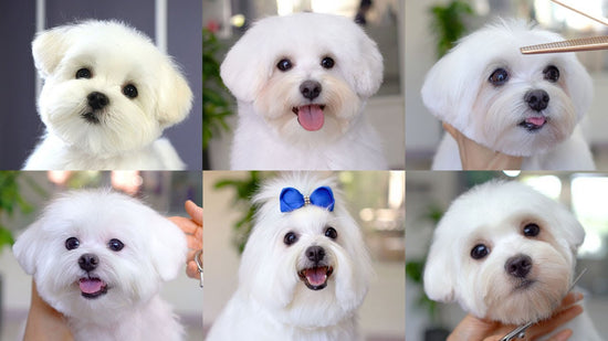 Paw Palace SG website, grooming banner image. A six-panel collage showing a small white fluffy dog from different angles, likely a grooming or portrait session. The dog is held by hands in some panels, and one panel shows a blue bow accessory.