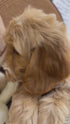Petite Goldendoodle - 7721 (Male)