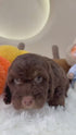 Mini Goldendoodle - 6199 (F)