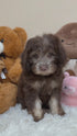 Petite Goldendoodle - 7645 (Male)