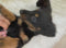 Dachshund Mini - 8338 (F)