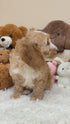Petite Goldendoodle - 7642 (Female)