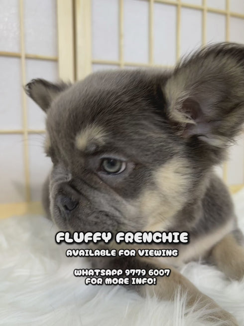Fluffy French Bulldog 4148 ♀ – Paw Palace SG