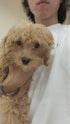 Cavapoo - 8106 (F)