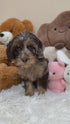 Petite Goldendoodle - 7775 (Female)