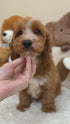 Petite Goldendoodle - 7662 (Male)