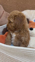 Petite Goldendoodle - 7654 (Female)