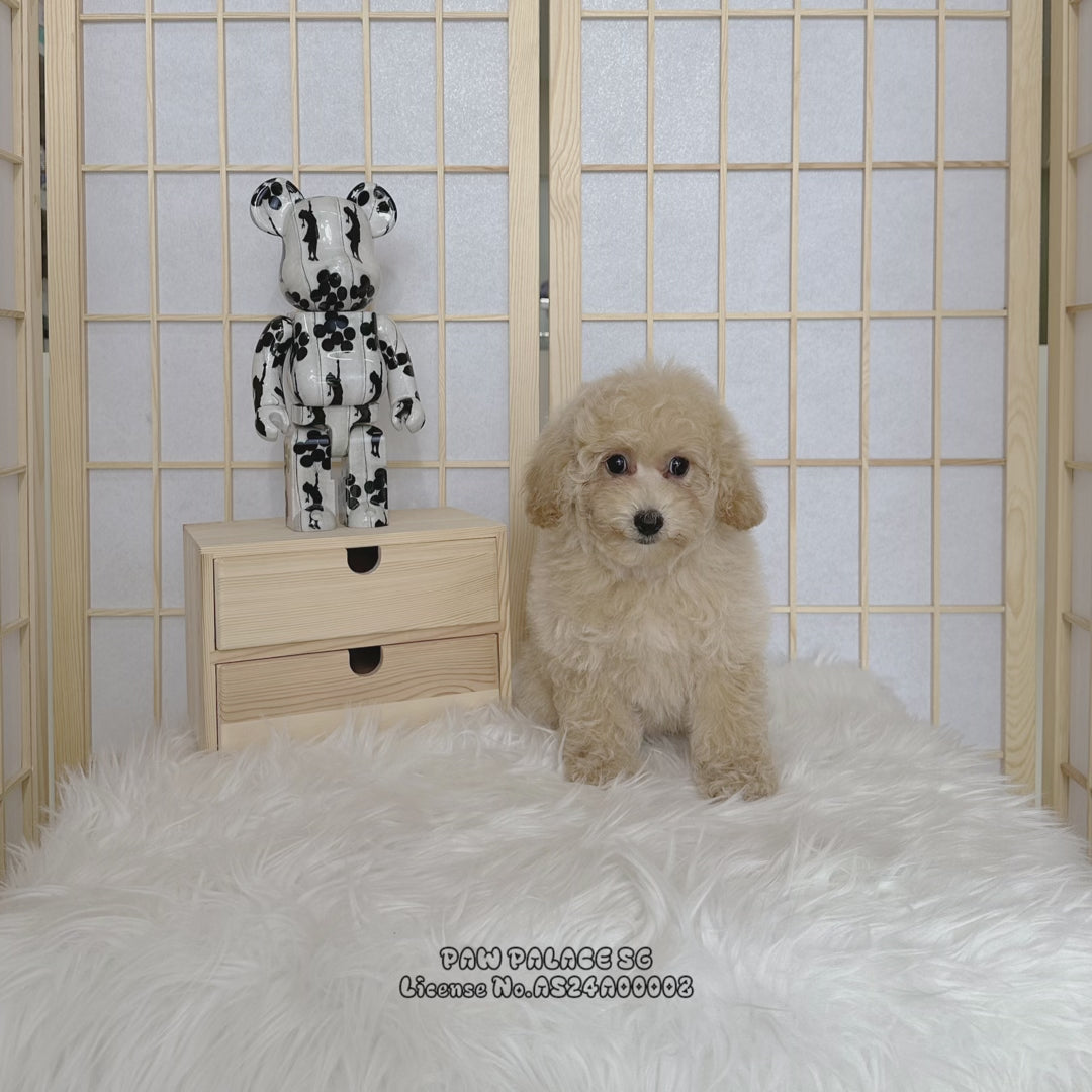Maltipoo - 5964 ♀ – Paw Palace SG