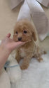 Cavapoo - 8106 (F)
