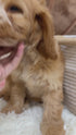 Petite Goldendoodle - 7665 (Female)
