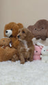 Petite Goldendoodle - 7650 (Male)