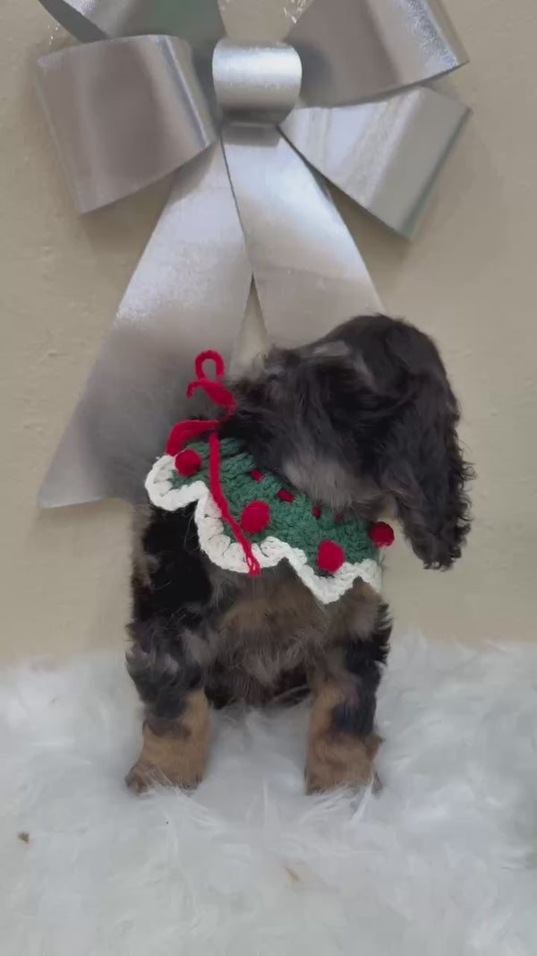 Mini Goldendoodle - 8262 (F)