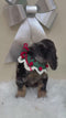 Mini Goldendoodle - 8262 (F)
