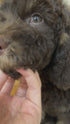 Petite Goldendoodle - 7653 (Male)